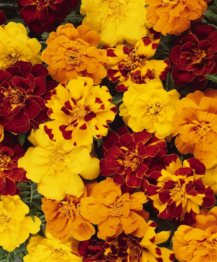 Marigold - Tagetes patula 'Durango Outback Mix' from How Sweet It Is