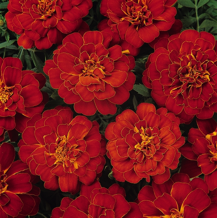 Marigold - Tagetes patula 'Durango Red' from How Sweet It Is