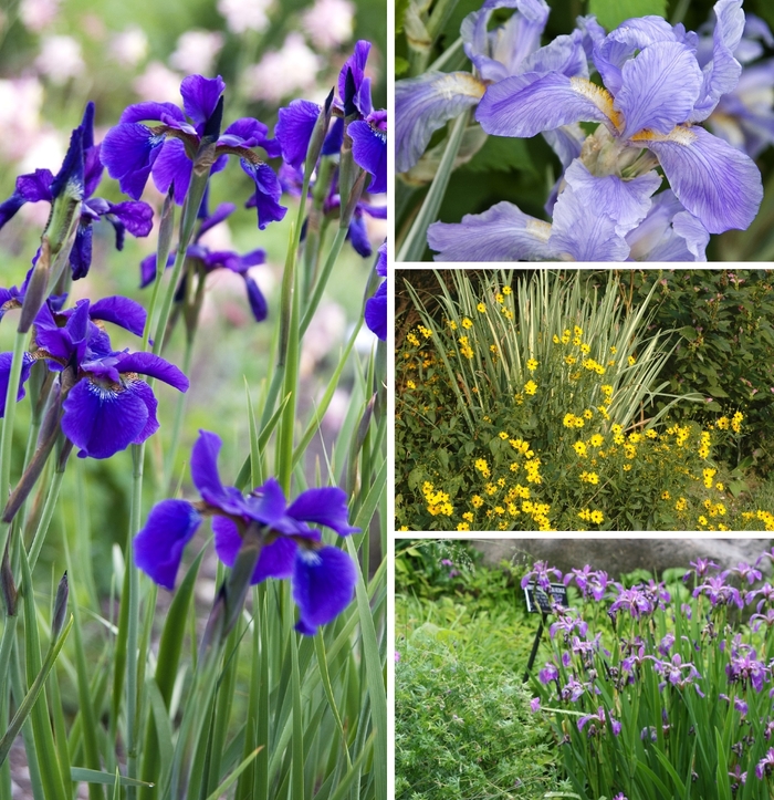 Iris - Iris Multiple Varieties from How Sweet It Is