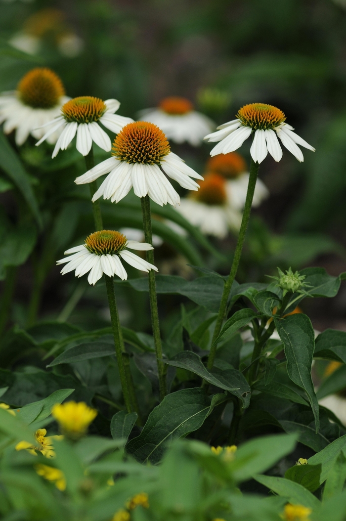 Coneflower - Echinacea purpurea 'PowWow White ' from How Sweet It Is