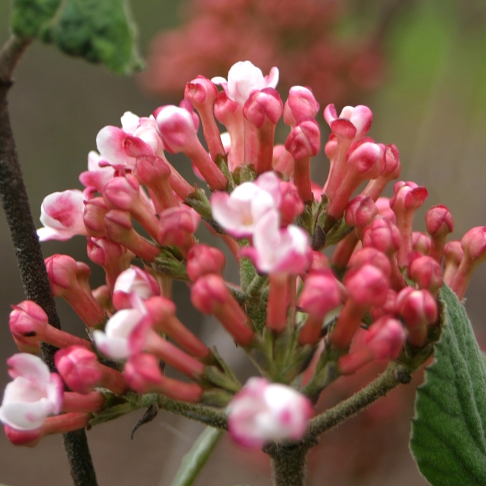 Spice Girl® - Viburnum carlesii from How Sweet It Is