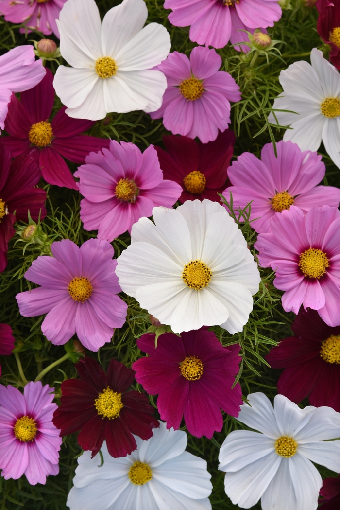 Cosmos - Cosmos bipinnatus 'Sonata Mix' from How Sweet It Is