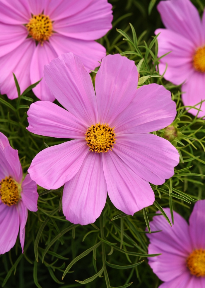 Sonata™ Pink - Cosmos bipinnatus from How Sweet It Is