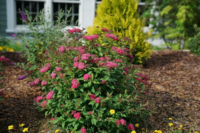 Double Play Doozie® - Spiraea x from How Sweet It Is