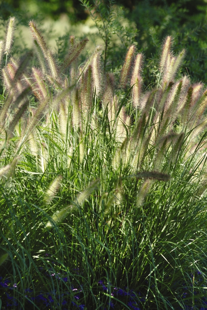 Fountain Grass - Pennisetum alopecuroides 'Cassian' from How Sweet It Is