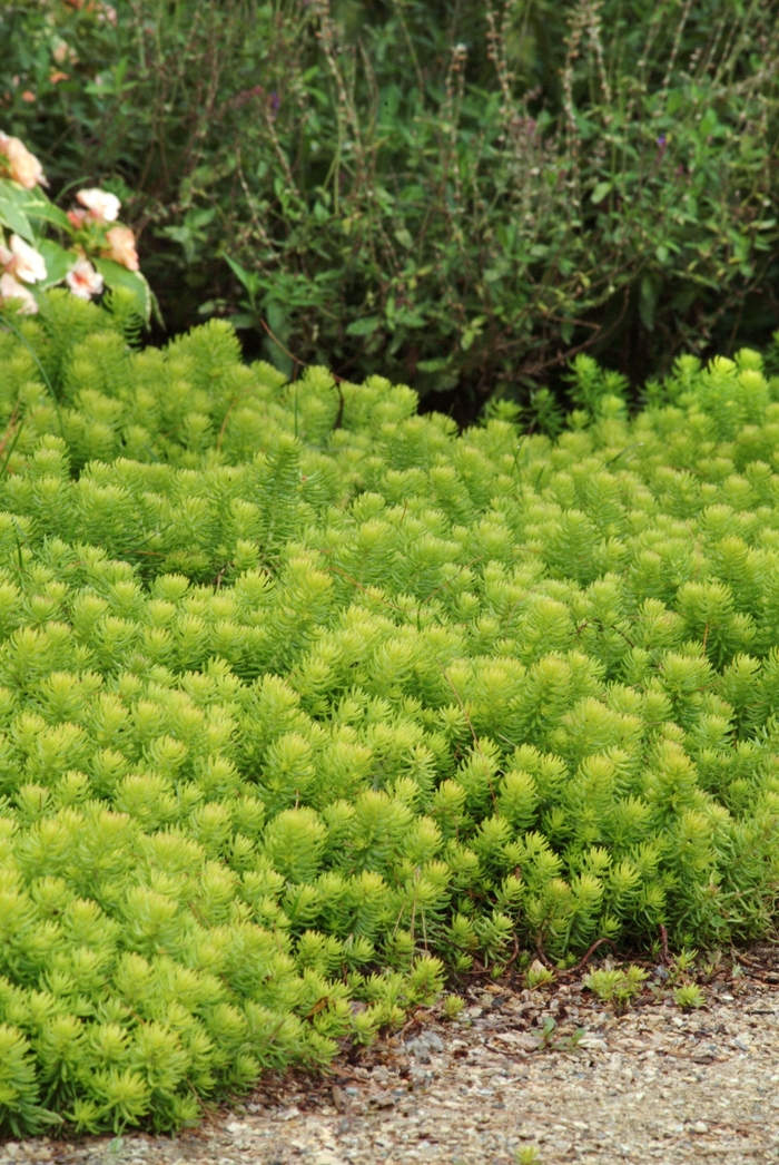 Sedum - Sedum rupestre 'Angelina' from How Sweet It Is