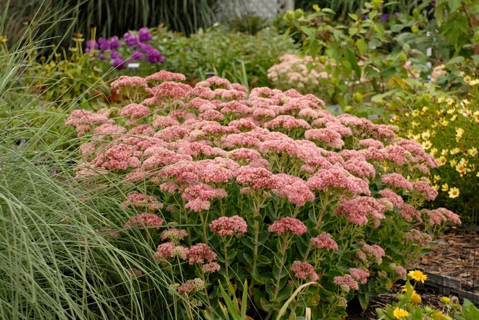  'Autumn Fire' - Sedum hybrid from How Sweet It Is