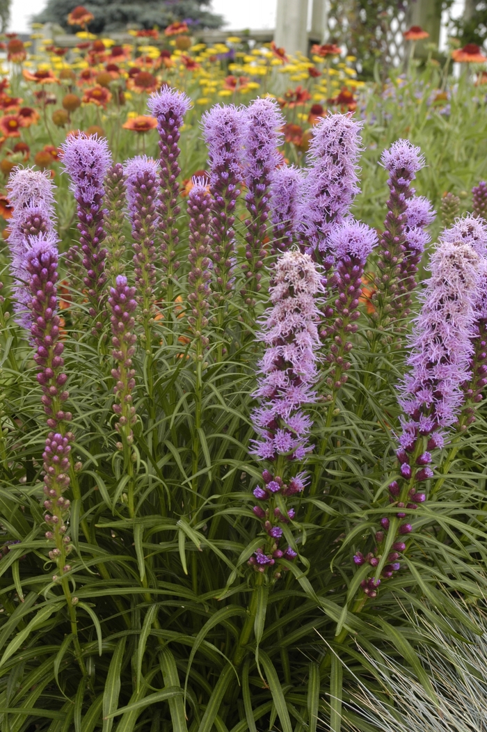 Blazing Star - Liatris spicata ''Kobold'' from How Sweet It Is