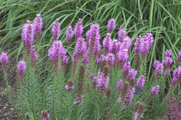 Gayfeather - Liatris spicata 'Floristan Violet' from How Sweet It Is