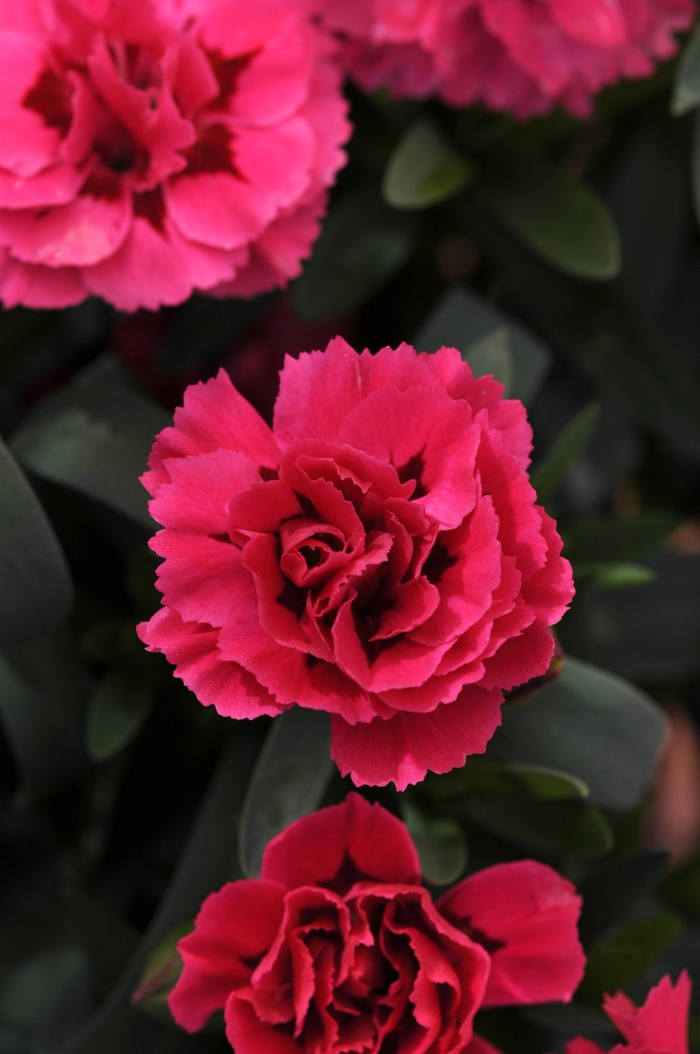 Dianthus - Dianthus caryophyllus 'Oscar Cherry + Velvet' from How Sweet It Is