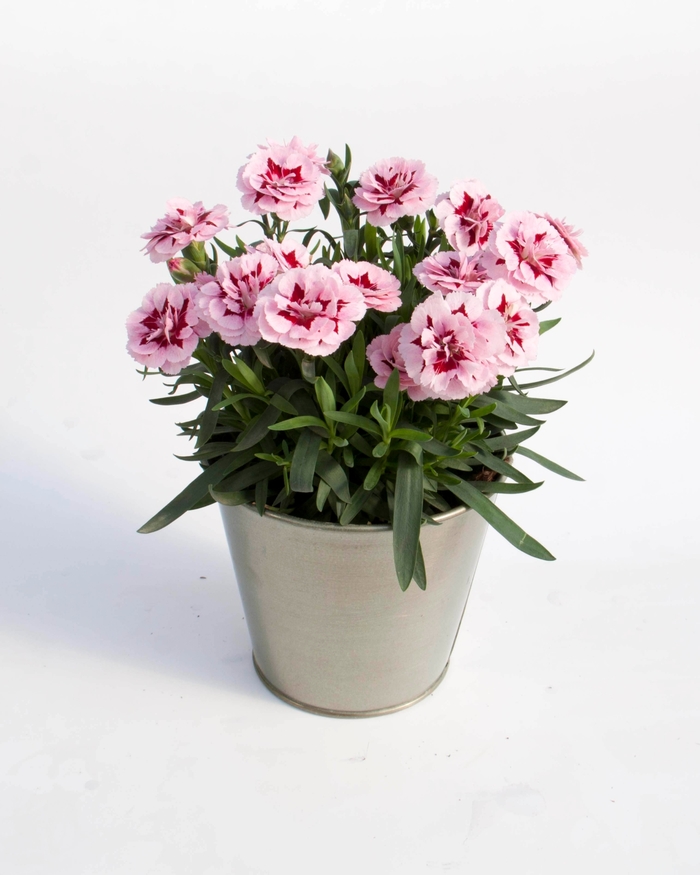 Dianthus - Dianthus caryophyllus Oscar® Purple Star from How Sweet It Is