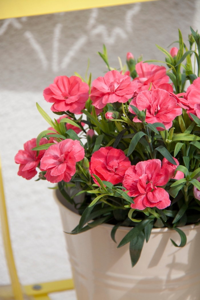 Dianthus - Dianthus caryophyllus Oscar® Salmon from How Sweet It Is