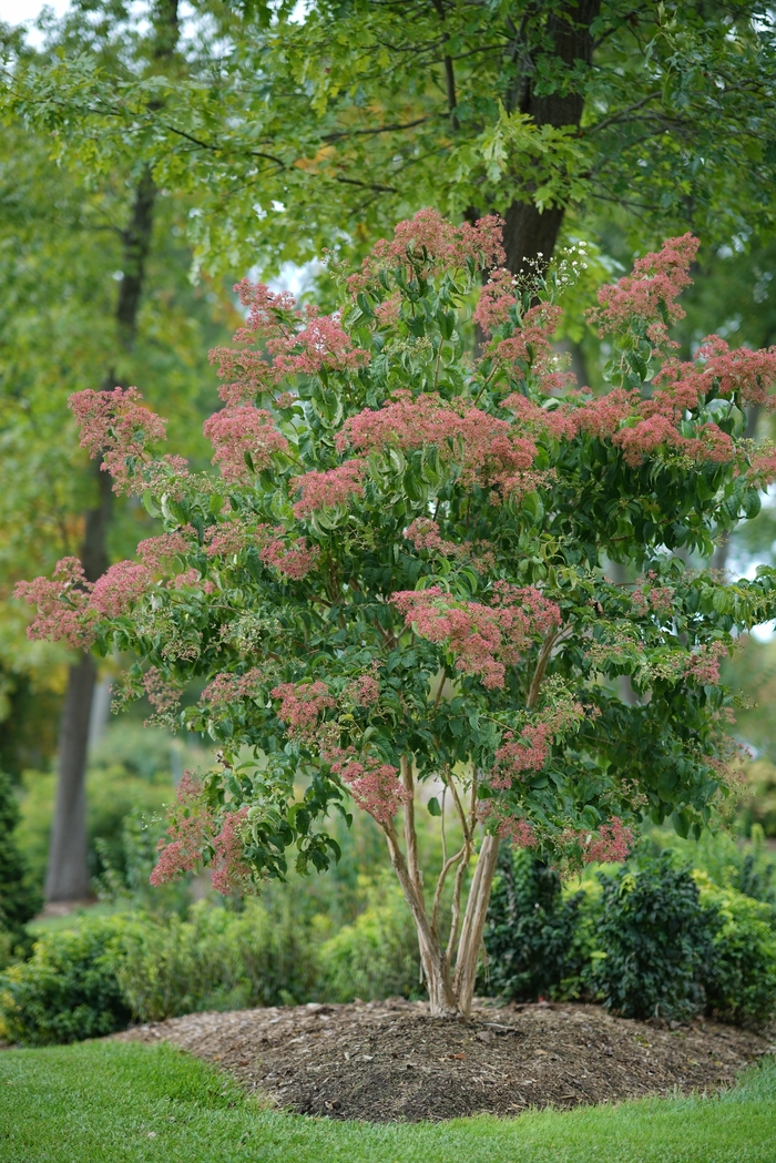 Temple of Bloom® - Heptacodium miconoides from How Sweet It Is