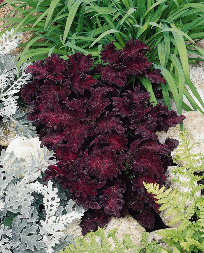 Black Dragon Coleus - Coleus 'Black Dragon' from How Sweet It Is