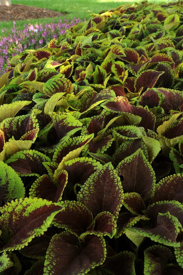 Coleus - Coleus hybrid 'Kong Jr. Scarlet' from How Sweet It Is