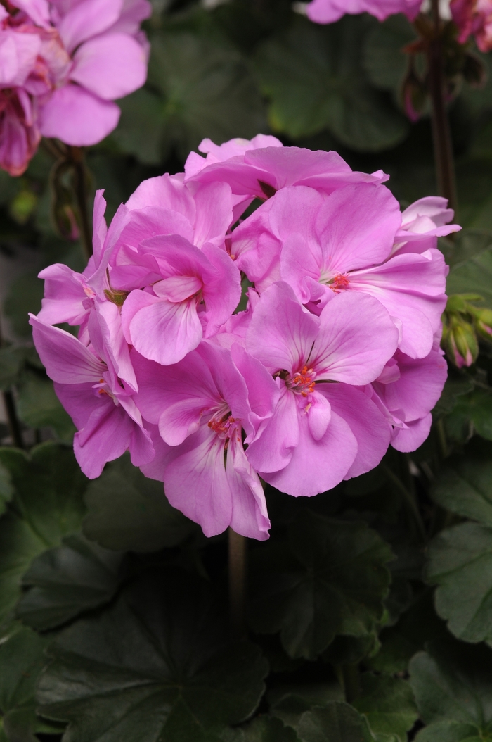 Geranium - Pelargonium x hortorum 'Moonlight Lavender' from How Sweet It Is