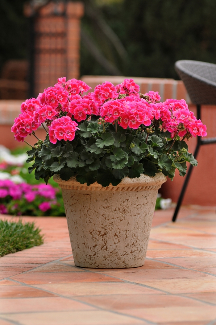 Geranium - Pelargonium x hortorum 'Moonlight Raspberry Blush' from How Sweet It Is