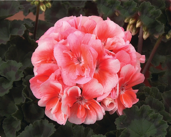 Geranium - Pelargonium x hortorum Moonlight™ Light Salmon from How Sweet It Is