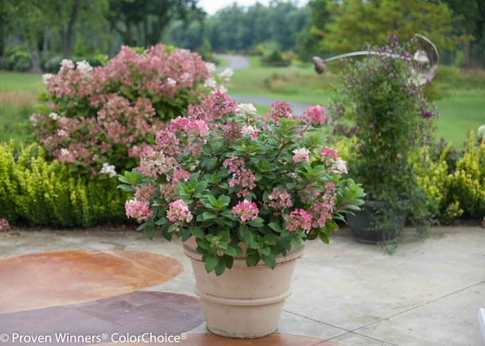 Little Quick Fire® - Hydrangea paniculata from How Sweet It Is