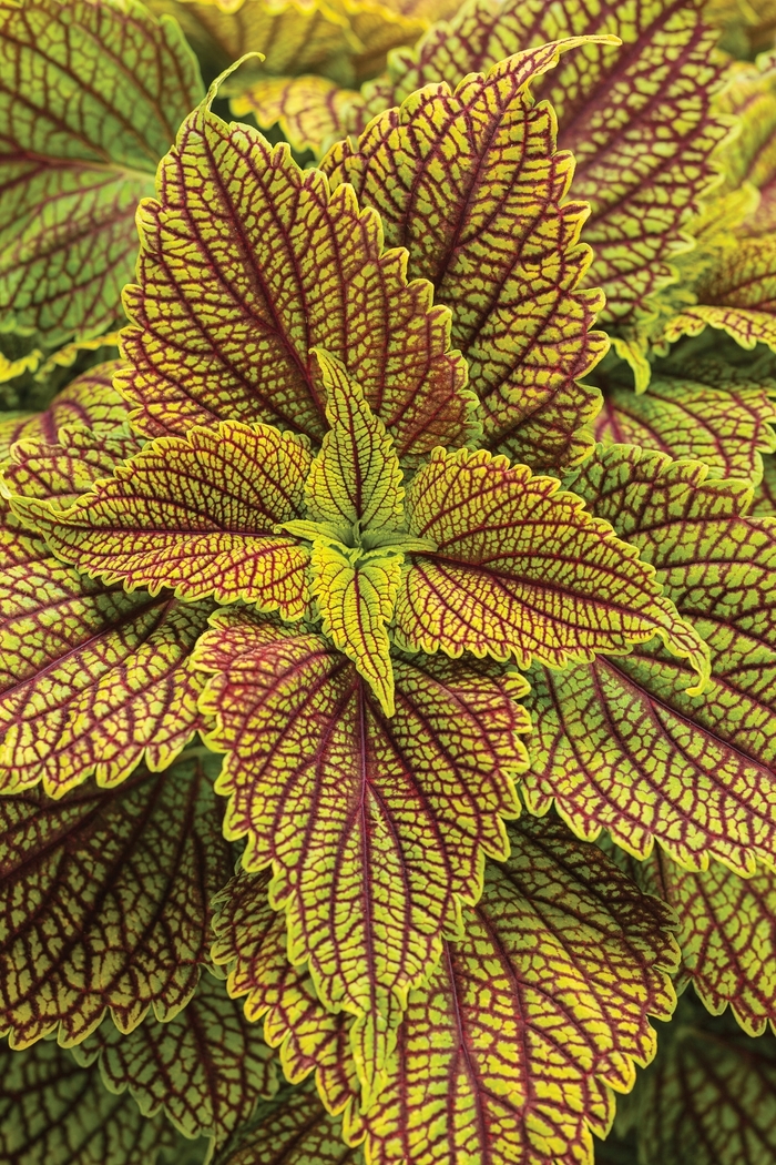 ColorBlaze® Golden Dreams™ - Solenostemon scutellarioides from How Sweet It Is