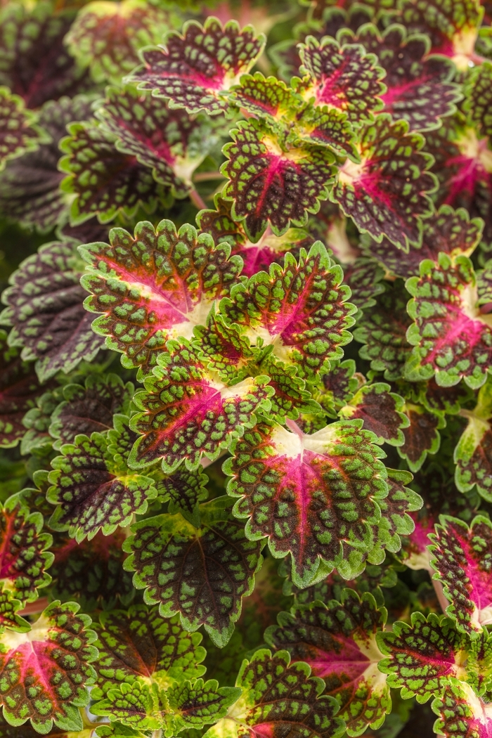 ColorBlaze® Strawberry Drop - Solenostemon scutellarioides from How Sweet It Is