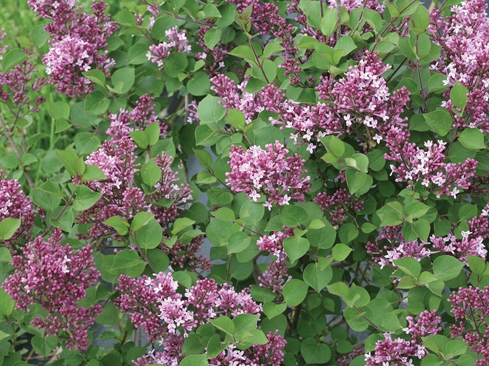 Lilac - Syringa x 'Bloomerang Dwarf Purple' from How Sweet It Is