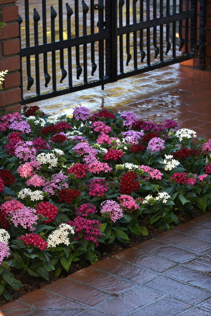 Lucky Star™ Pentas - Pentas lanceolata 'Lucky Star Mix' from How Sweet It Is