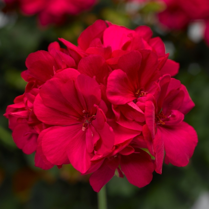 Geranium - Pelargonium 'Calliope® Medium Hot Pink' from How Sweet It Is