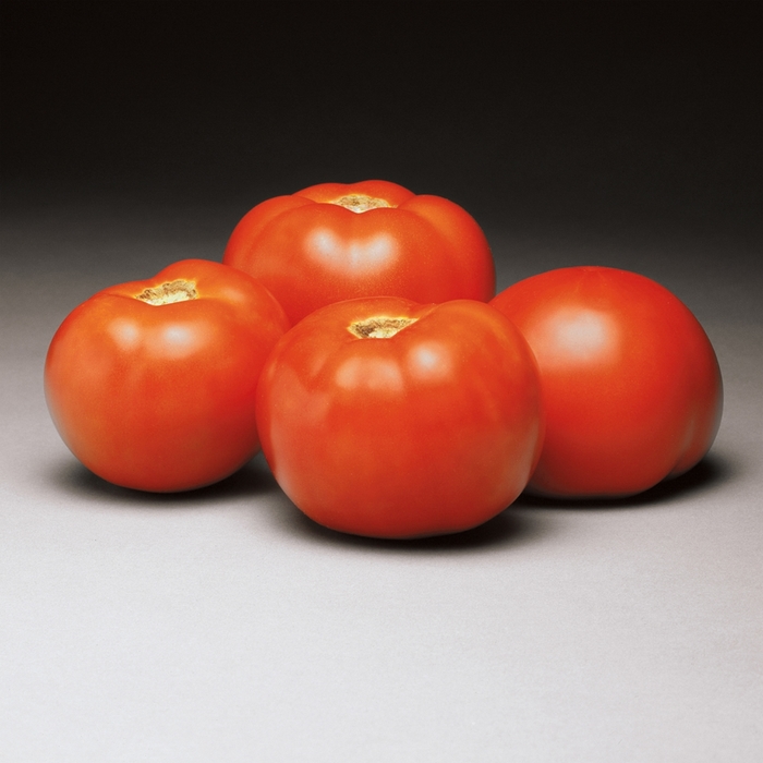 'Better Bush' Tomato - Lycopersicon esculentum from How Sweet It Is