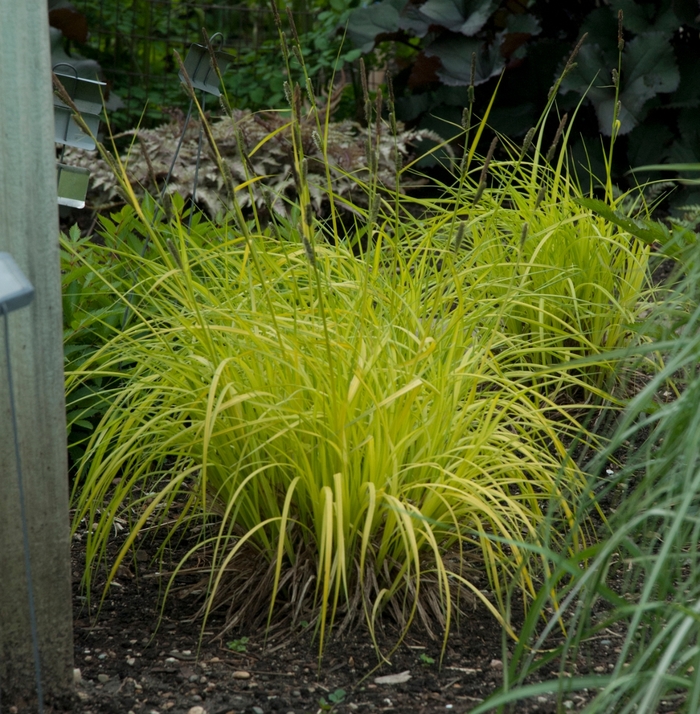 'Bowle's Golden' - Carex elata from How Sweet It Is