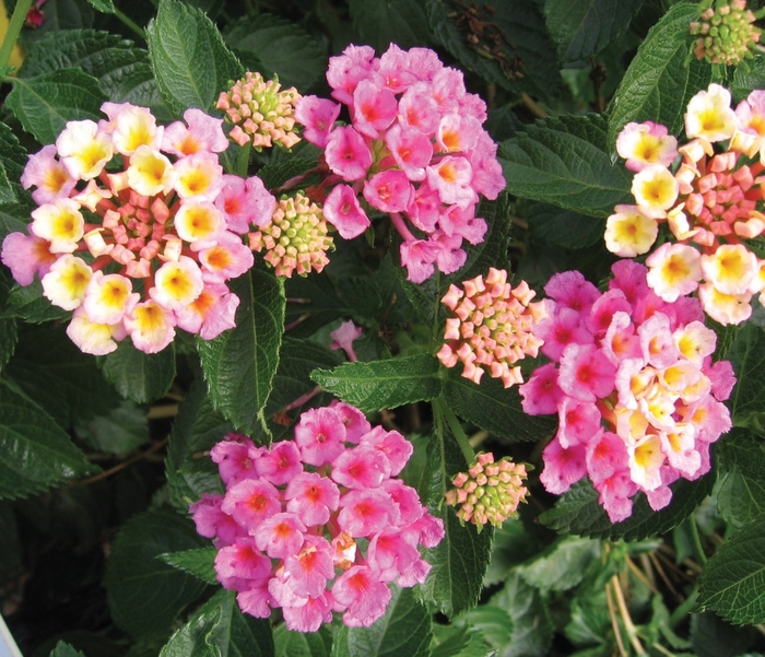 Bandana® Pink - Lantana camara from How Sweet It Is