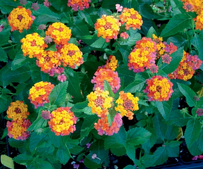 Bandana® Cherry Sunrise - Lantana camara from How Sweet It Is