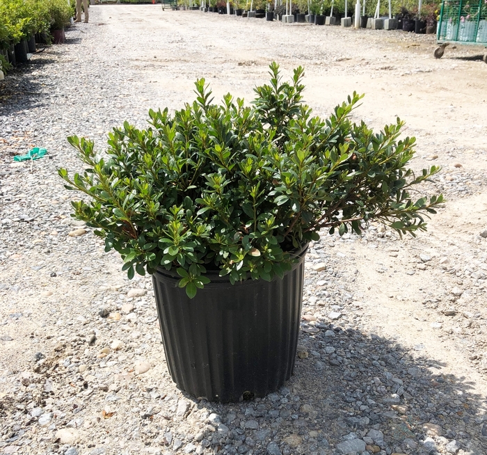 Azalea - Rhododendron hybrid 'Gumpo Pink' from How Sweet It Is