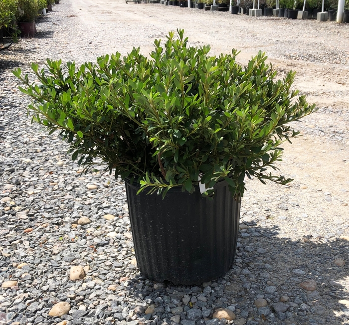 Azalea - Rhododendron hybrid 'Gumpo White' from How Sweet It Is