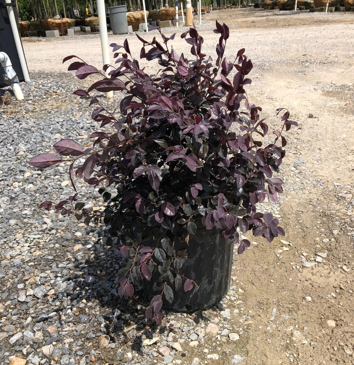 Loropetalum - Loropetalum chinense 'Ruby' from How Sweet It Is