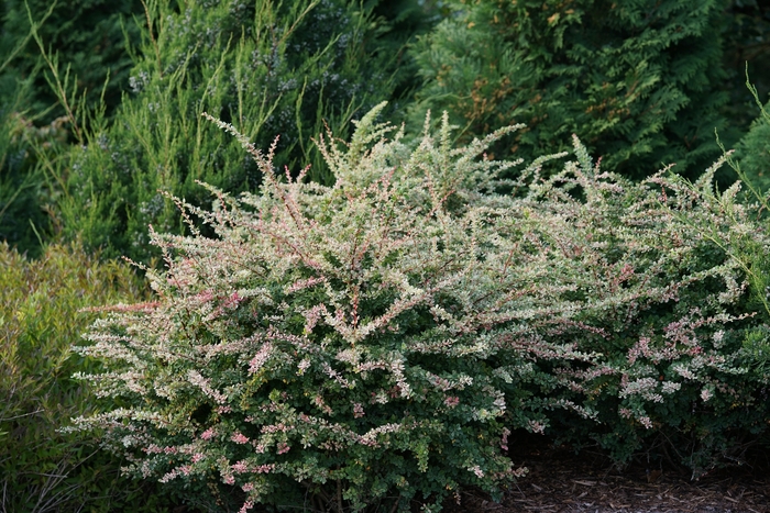 Sunjoy Sequins® - Berberis thunbergii from How Sweet It Is