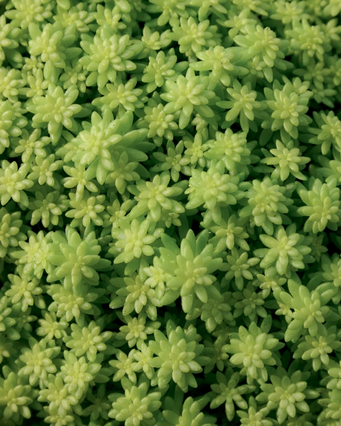 Fine Leaf Gold - Sedum hybrid from How Sweet It Is