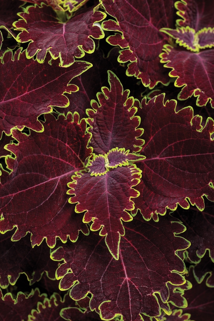 ColorBlaze® Wicked Witch™ - Solenostemon scutellarioides from How Sweet It Is