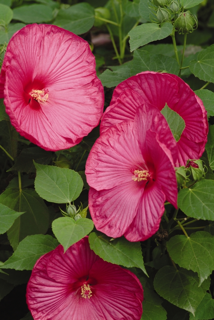 Hibiscus - Hibiscus moscheutos Luna™ Rose from How Sweet It Is