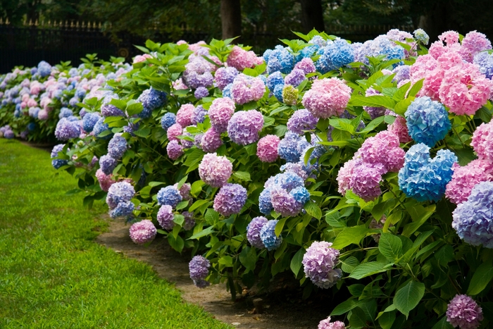 Hydrangea - Hydrangea macrophylla 'BAILMACFIVE' The Original® from How Sweet It Is