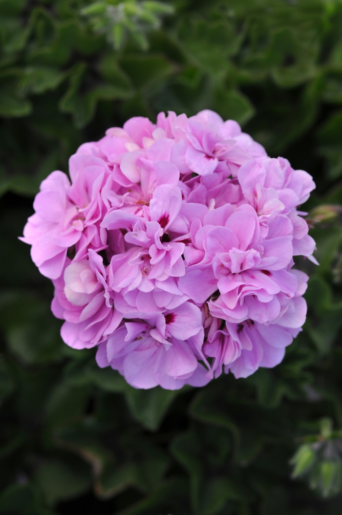 Geranium - Pelargonium hybrid Precision™ Lavender Blue from How Sweet It Is