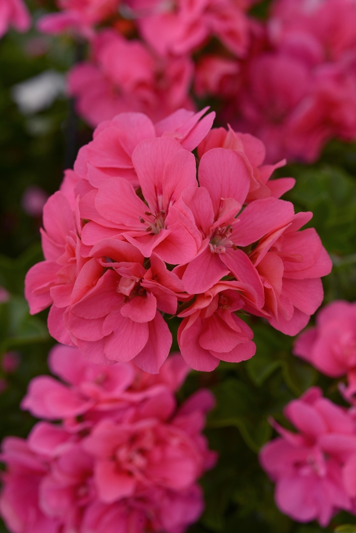 Geranium - Pelargonium hybrid Precision™ Pink Flamingo from How Sweet It Is