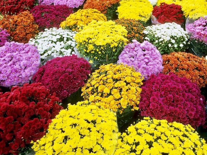 Chrysanthemum - CHRYSANTHEMUM from How Sweet It Is