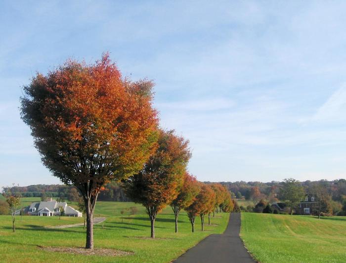 Zelkova - Zelkova serrata 'Village Green' from How Sweet It Is