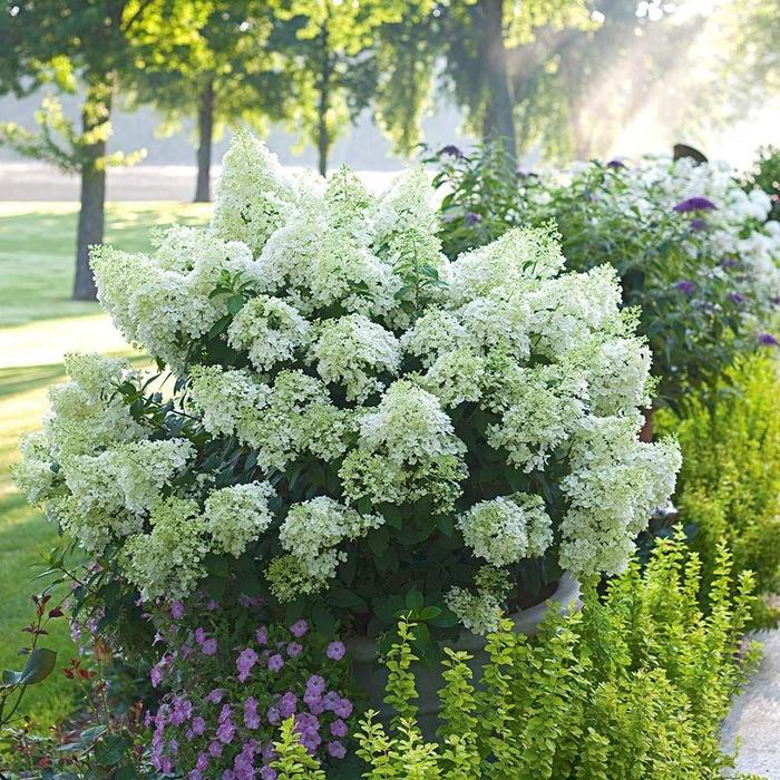 Bobo® - Hydrangea paniculata from How Sweet It Is