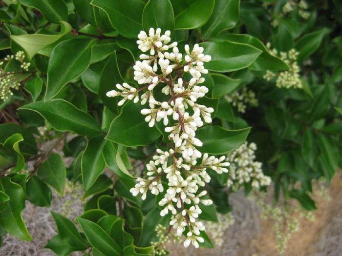 Ligustrum - Ligustrum japonicus 'Recurvifolium' from How Sweet It Is