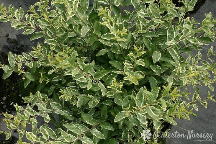 Ligustrum - Ligustrum sinense 'Swift Creek' from How Sweet It Is