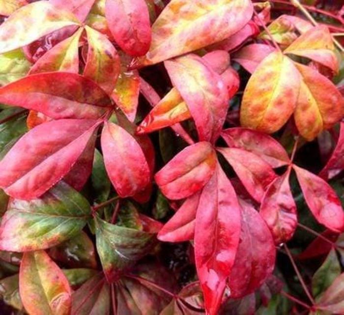 Nandina - Nandina domestica 'Firepower' from How Sweet It Is