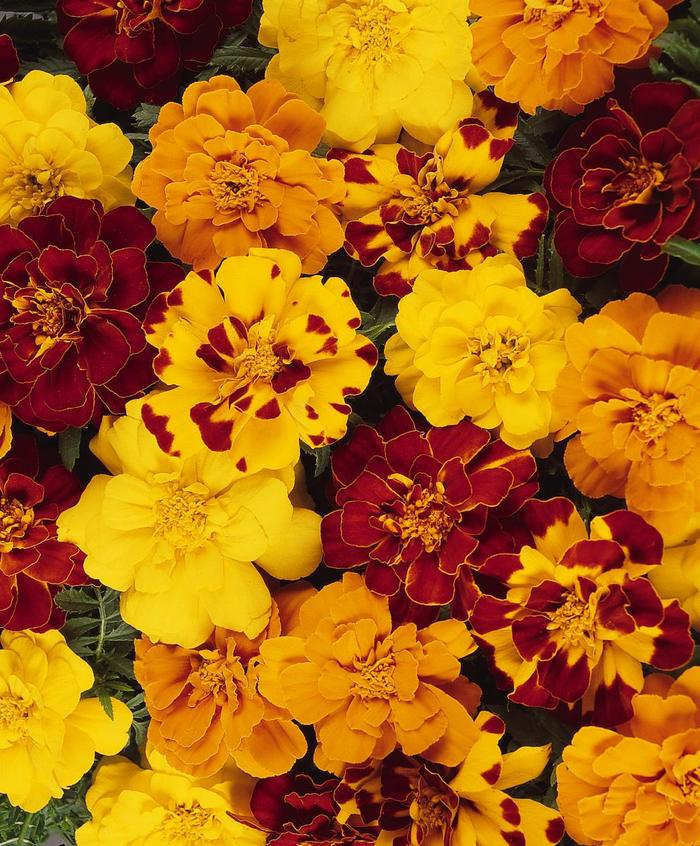 Marigold - Tagetes patula Durango® Outback Mix from How Sweet It Is