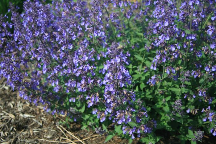  'Junior Walker' - Nepeta x faassenii from How Sweet It Is